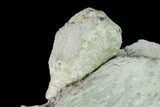 Cystoid (Holocystites) Fossil - Indiana #138844-1